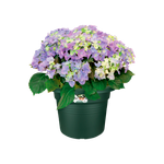 green basics cilinder 35cm blad groen